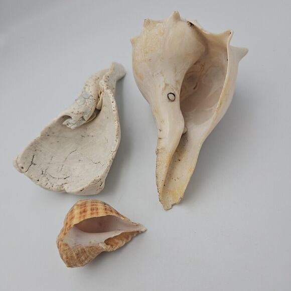 Lot Of Three Natural Sea Shells - Picture 3 of 8